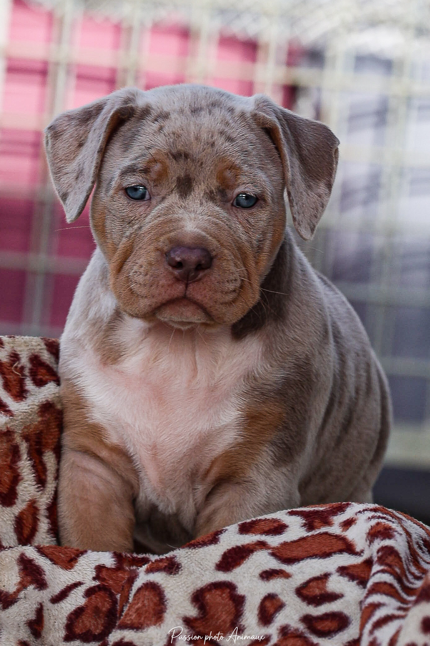 Passion chien