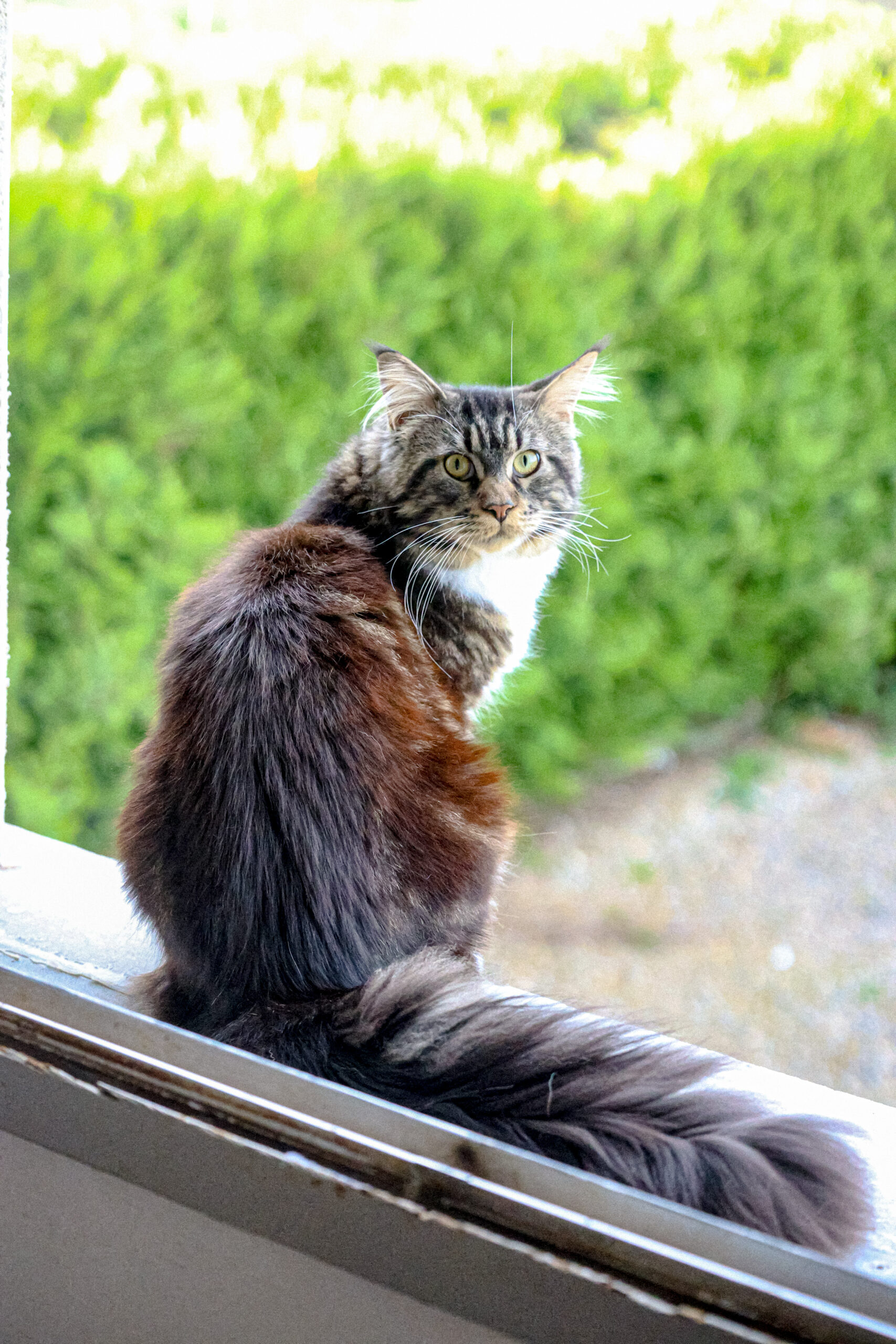 Chat ASBE Formation