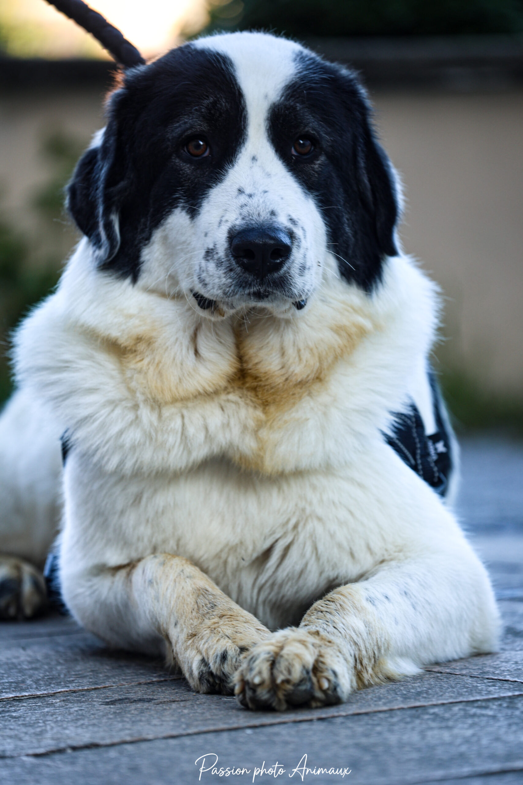 Chien ASBE Formation