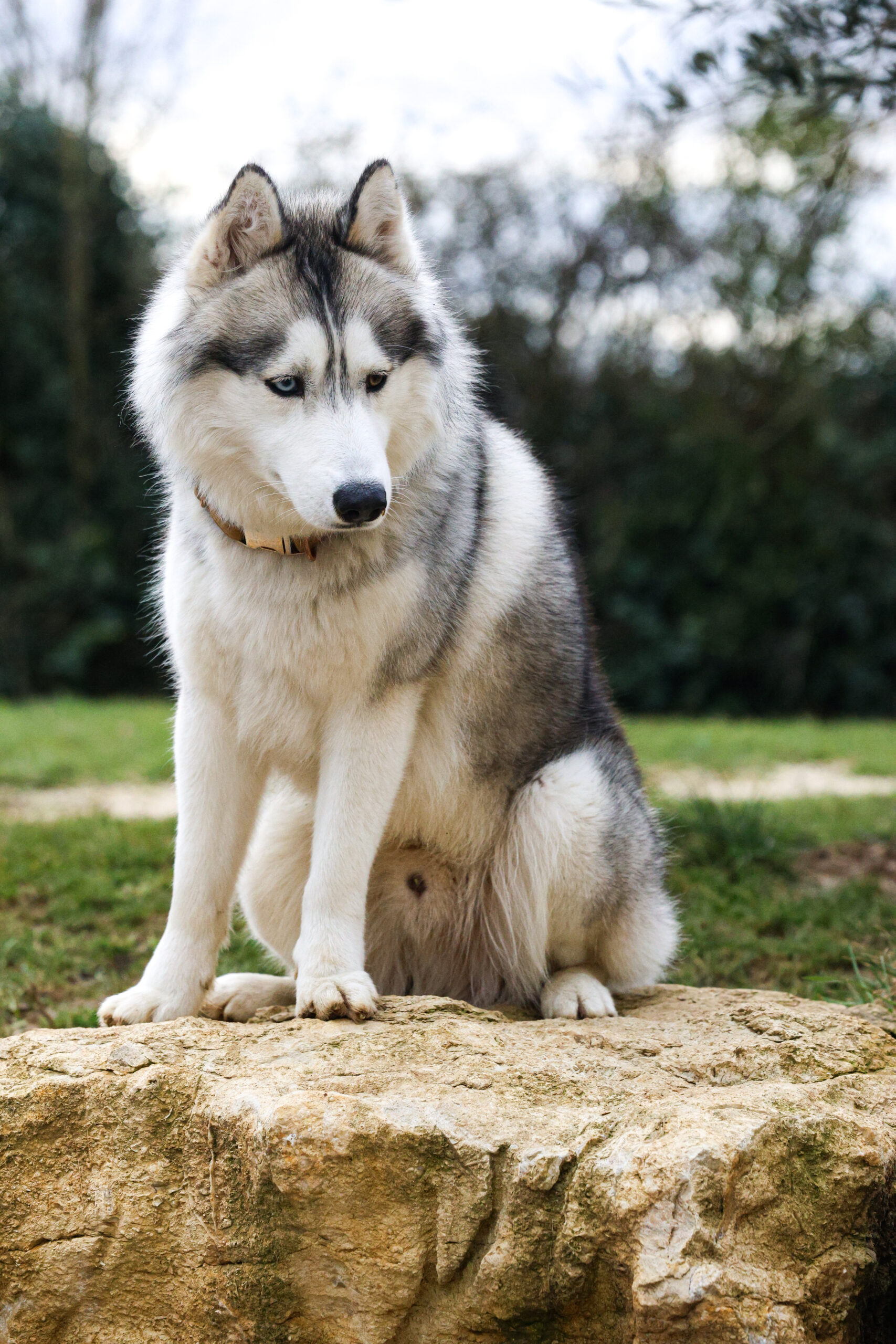 Formation animalière ASBE