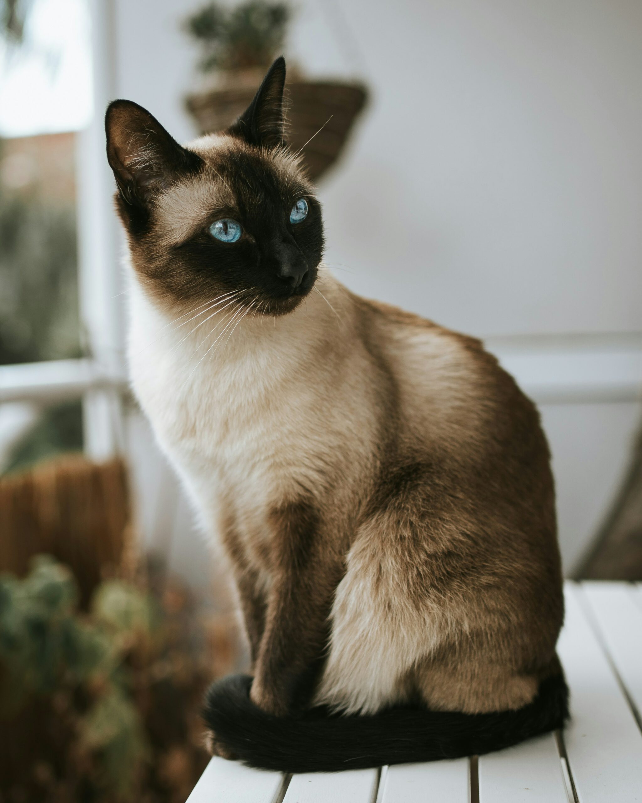 Chaton ASBE Formation